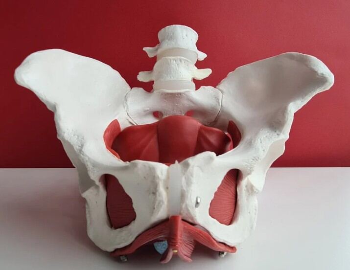 Pelvic anatomy model used for patient education