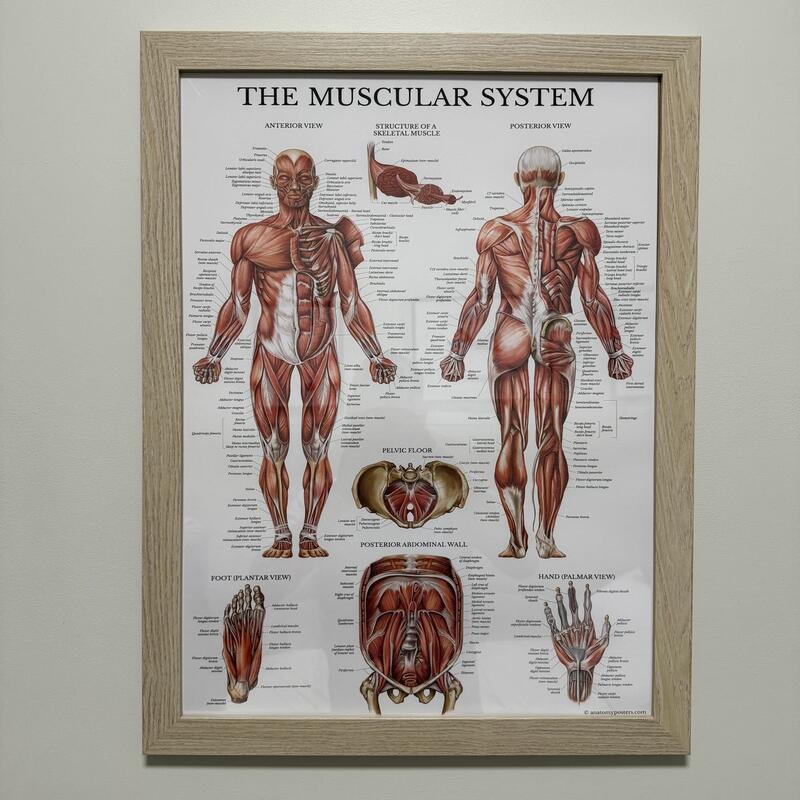 Muscular system anatomy chart at The Healing Theory
